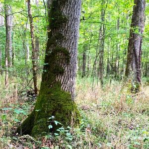 Photo #26 of Off Newville Road, Waverly, VA 150.0 acres