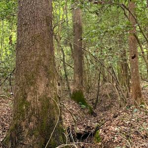 Photo #27 of Off Newville Road, Waverly, VA 150.0 acres