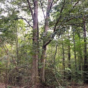Photo #28 of Off Newville Road, Waverly, VA 150.0 acres