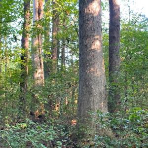 Photo #2 of Off Newville Road, Waverly, VA 150.0 acres