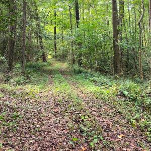 Photo #3 of SOLD property in Off Newville Road, Waverly, VA 150.0 acres