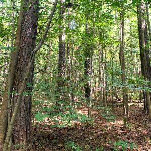Photo #4 of Off Newville Road, Waverly, VA 150.0 acres