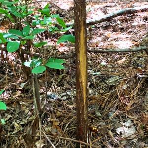 Photo #5 of Off Newville Road, Waverly, VA 150.0 acres