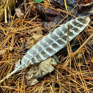 Photo #6 of Off Newville Road, Waverly, VA 150.0 acres