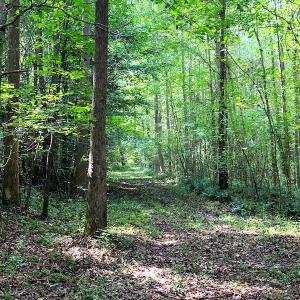 Photo #7 of Off Newville Road, Waverly, VA 150.0 acres