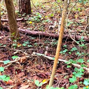 Photo #8 of Off Newville Road, Waverly, VA 150.0 acres
