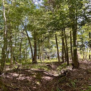 Photo #32 of SOLD property in Off Colonial Turnpike, Rocky Mount, VA 96.1 acres