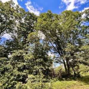 Photo #39 of SOLD property in Off Colonial Turnpike, Rocky Mount, VA 96.1 acres