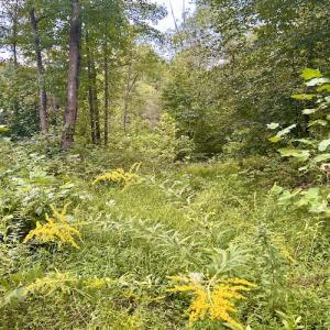 Photo #54 of SOLD property in Off Colonial Turnpike, Rocky Mount, VA 96.1 acres