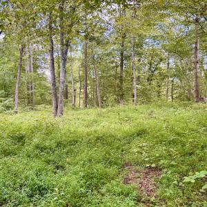 Photo #56 of SOLD property in Off Colonial Turnpike, Rocky Mount, VA 96.1 acres