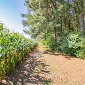 Photo #22 of SOLD property in Off Strickland Road , Walstonburg, NC 5.9 acres