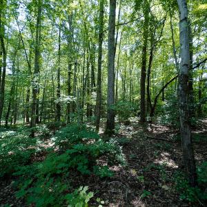 Photo #5 of SOLD property in Off Indian Drive, Norlina, NC 3.1 acres