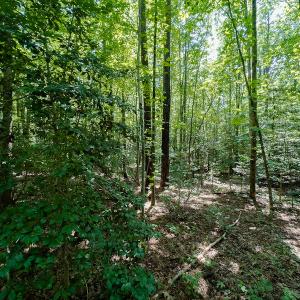 Photo #20 of SOLD property in Off Indian Drive, Norlina, NC 3.1 acres