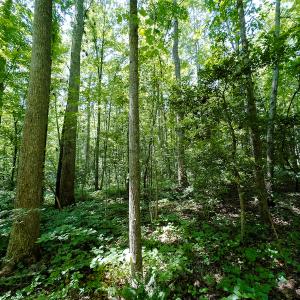 Photo #22 of SOLD property in Off Indian Drive, Norlina, NC 3.1 acres