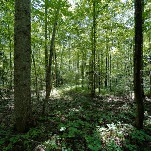 Photo #26 of Off Indian Drive, Norlina, NC 3.1 acres