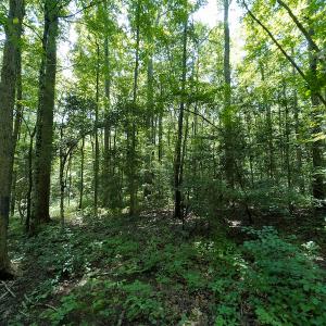Photo #29 of SOLD property in Off Indian Drive, Norlina, NC 3.1 acres