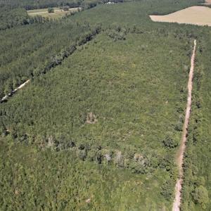 Photo #9 of SOLD property in Off Maxwell Road ,  Stedman, NC 60.0 acres