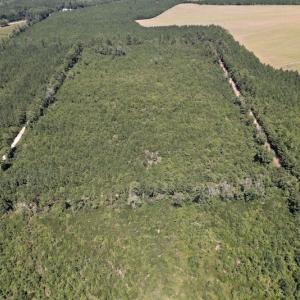Photo #10 of SOLD property in Off Maxwell Road ,  Stedman, NC 60.0 acres