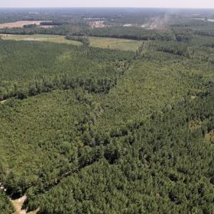 Photo #13 of SOLD property in Off Maxwell Road ,  Stedman, NC 60.0 acres