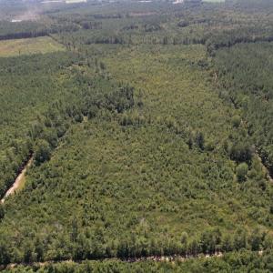 Photo #14 of SOLD property in Off Maxwell Road ,  Stedman, NC 60.0 acres