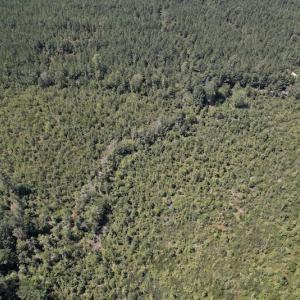 Photo #17 of SOLD property in Off Maxwell Road ,  Stedman, NC 60.0 acres