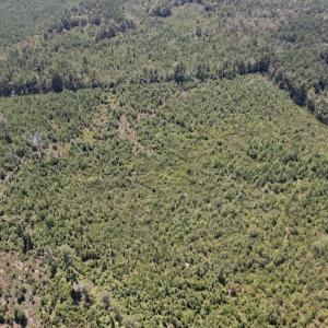 Photo #19 of SOLD property in Off Maxwell Road ,  Stedman, NC 60.0 acres