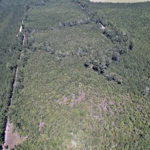 Photo #20 of Off Maxwell Road ,  Stedman, NC 60.0 acres