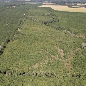 Photo #21 of SOLD property in Off Maxwell Road ,  Stedman, NC 60.0 acres