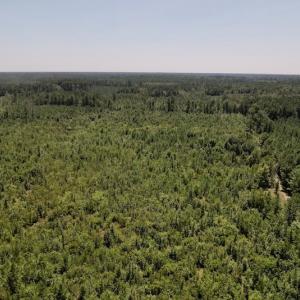 Photo #27 of SOLD property in Off Maxwell Road ,  Stedman, NC 60.0 acres