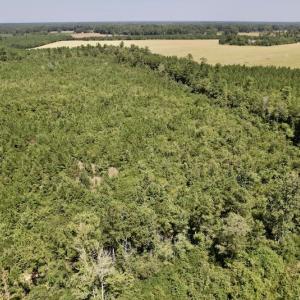 Photo #28 of SOLD property in Off Maxwell Road ,  Stedman, NC 60.0 acres