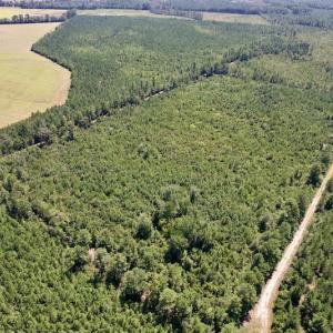 Photo #2 of SOLD property in Off Maxwell Road ,  Stedman, NC 60.0 acres