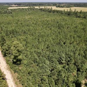 Photo #31 of SOLD property in Off Maxwell Road ,  Stedman, NC 60.0 acres