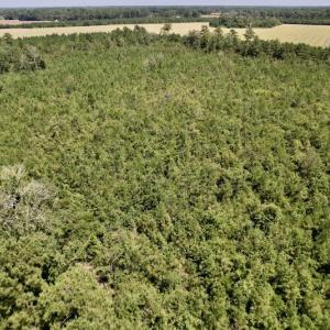 Photo #33 of SOLD property in Off Maxwell Road ,  Stedman, NC 60.0 acres