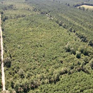 Photo #4 of SOLD property in Off Maxwell Road ,  Stedman, NC 60.0 acres