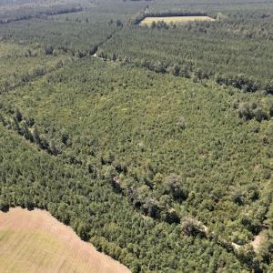 Photo #5 of SOLD property in Off Maxwell Road ,  Stedman, NC 60.0 acres