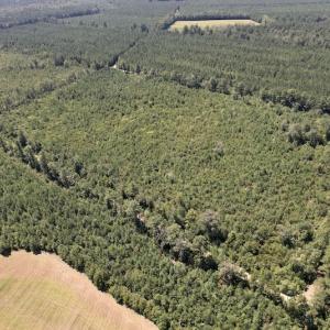 Photo #5 of Off Maxwell Road ,  Stedman, NC 60.0 acres