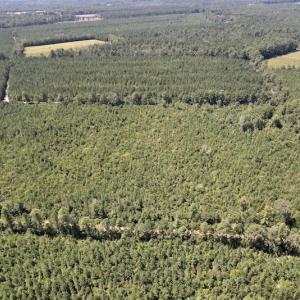 Photo #6 of SOLD property in Off Maxwell Road ,  Stedman, NC 60.0 acres
