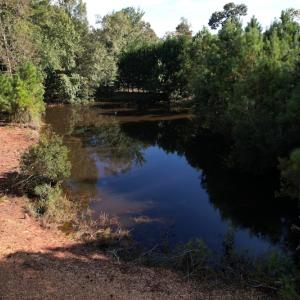 Photo #15 of SOLD property in 1133 Rockfish Drive, Manning, SC 1.5 acres