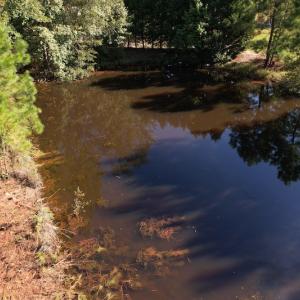 Photo #16 of SOLD property in 1133 Rockfish Drive, Manning, SC 1.5 acres
