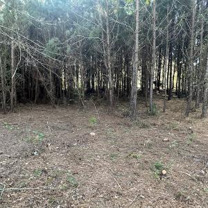 Photo #22 of SOLD property in 1133 Rockfish Drive, Manning, SC 1.5 acres