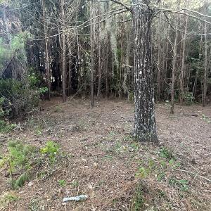 Photo #23 of SOLD property in 1133 Rockfish Drive, Manning, SC 1.5 acres