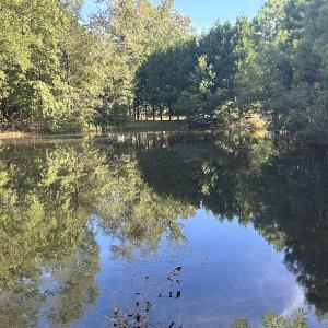 Photo #28 of SOLD property in 1133 Rockfish Drive, Manning, SC 1.5 acres