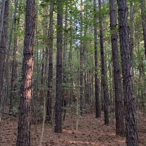 Photo #2 of Off Baxter Road, Disputanta, VA 25.0 acres