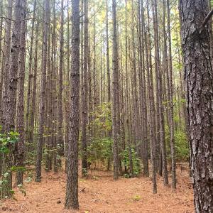 Photo #3 of Off Baxter Road, Disputanta, VA 25.0 acres