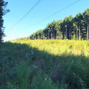 Photo #4 of Off Baxter Road, Disputanta, VA 25.0 acres