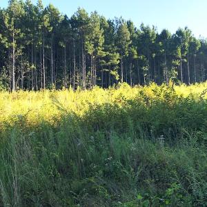 Photo #5 of Off Baxter Road, Disputanta, VA 25.0 acres
