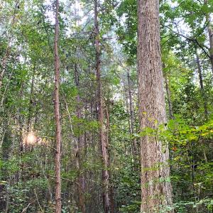 Photo #6 of Off Baxter Road, Disputanta, VA 25.0 acres