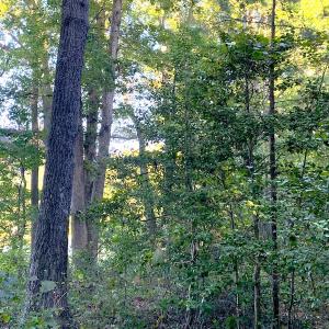 Photo #7 of Off Baxter Road, Disputanta, VA 25.0 acres