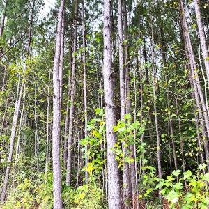 Photo #8 of Off Baxter Road, Disputanta, VA 25.0 acres