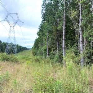 Photo #9 of Off Baxter Road, Disputanta, VA 25.0 acres
